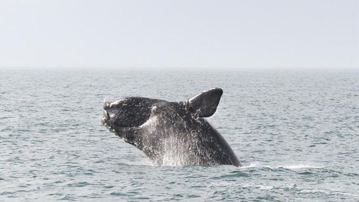 船舶の80%が希少クジラ保護区の制限速度に違反