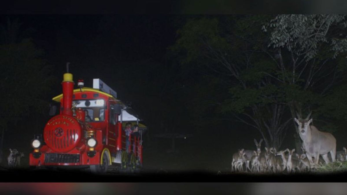 Sempat Tutup Sebulan, Wahana Safari Journey Malam di Taman Safari Bogor Kembali Dibuka