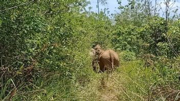 BKSDA Aceh Sends A Team To Overcome Wild Elephant Disturbance In Pidie