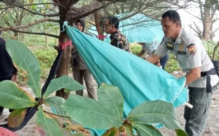 Sering Digunakan untuk Mesum, Satpol PP Pariaman Sumbar Tertibkan Payung Ceper di Lokasi Wisata