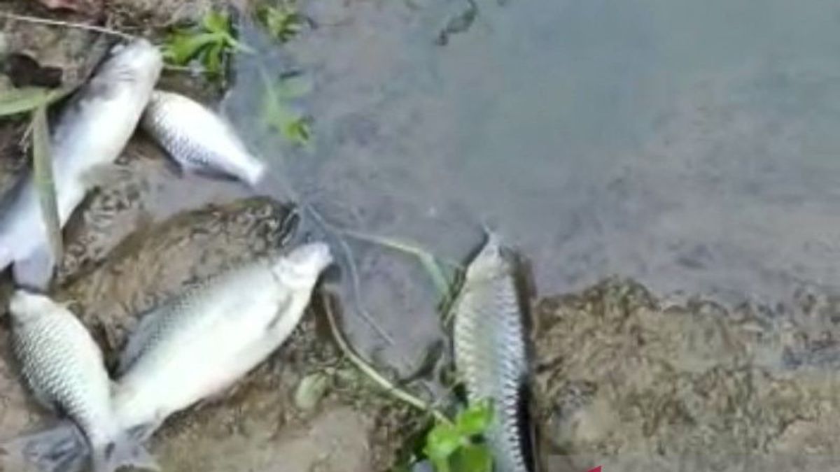 Ikan di Aliran Sungai Air Hitam Sering Mati, DLH Mukomuko Baru Melakukan Pengecekan