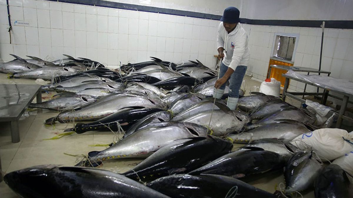KKP Gives Gifts To Fish Entrepreneurs, Tuna-Cakalang Exports To Japan Are Tariff-Free