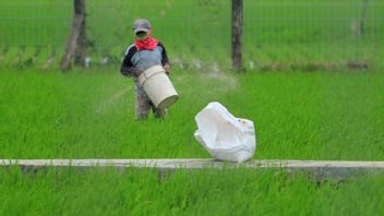 Potentially Explosive Food Prices, Government Strengthens Fertilizer Subsidy For Local Farmers