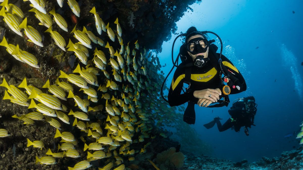 What's The Difference Between Snorkeling And Diving? The Depth Of Water And Engineering