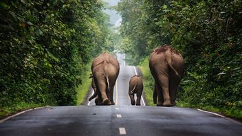 彼のグループの赤ん坊は高速道路、野生の象の群れに足を踏み入れて車にぶつかった