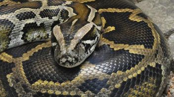 Residents Report Frequently Losing Chickens, After Checking, Officers Meet 2 Meter Pythons On Residents' House Ceiling