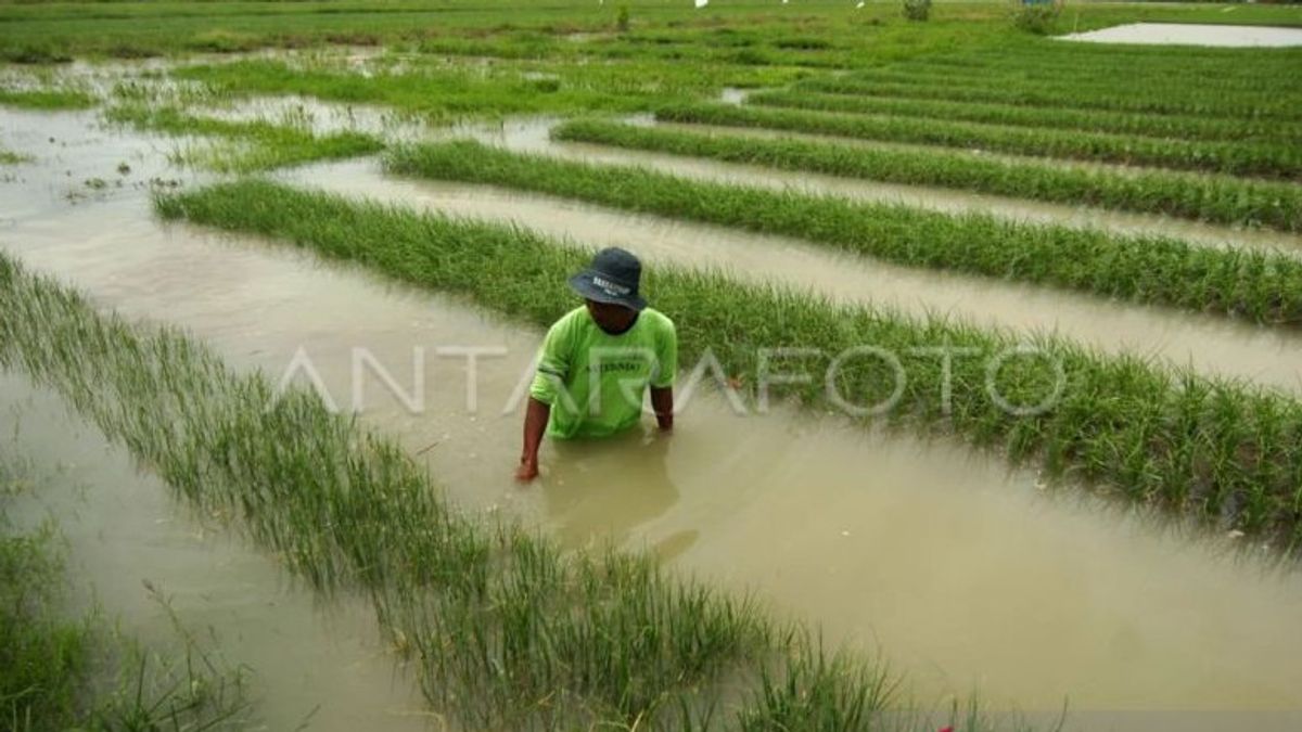 未能收获的稻田对东南亚齐洪水的影响 占地267公顷