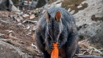 نشر الخضروات إلى الحيوانات البرية ضحايا حرائق الغابات في أستراليا