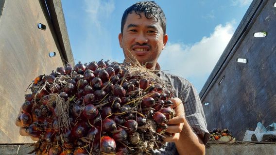 Liquid Palm Oil DBH! Sri Mulyani Guyur At Least IDR 1 Billion Per Region Starting June