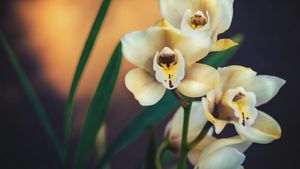5 Jenis Tanaman Anggrek yang Mudah Dirawat: Dari Dendrobium hingga Laelia 