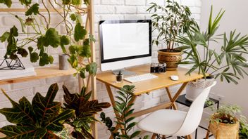 7 plantes décoratives pour votre lieu de travail pour être propres et propres