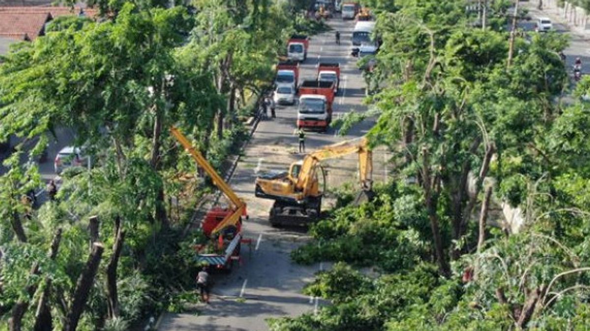 الطقس في سورابايا غير ودي ، حكومة المدينة تقطع الأشجار الكثيفة