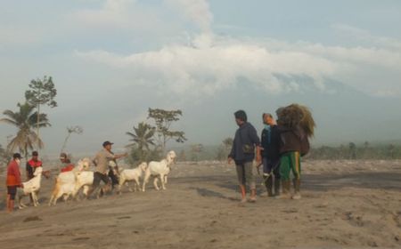 Warga di Zona Merah Erupsi Gunung Semeru Mulai Evakuasi Hewan Ternak