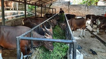 It's A Pity, The Turnover Of Sacrificial Animal Traders In Bekasi Has Fallen Drastically