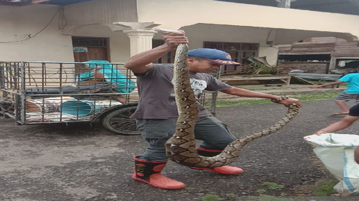 Disturbing The People Of Aceh Besar, The 3 Meter Python Was Evacuated After Eating 2 Chickens