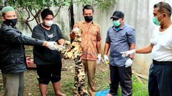 Rp70 Million Tiger Skin Seller Arrested At Jalan Bireuen Aceh Gas Station