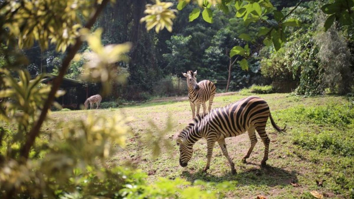 ウォルコット・エマ・スマルナは、バンドン動物園は改造されないと強調した