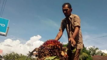 Harga TBS di Palas Merosot Beberapa Minggu Ini, Gara-Gara Apa?