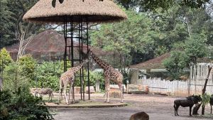 Bandung Zoo Terbelit Sengketa Ditutup, Kejati Jabar: Pengelolaan ke Stakeholder Terkait