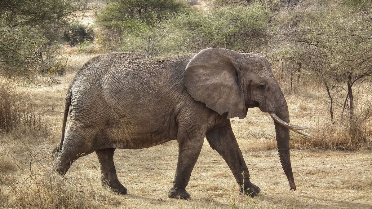 Conservationists Ask Tanzania Authorities to Ban Elephant Hunting for Sport