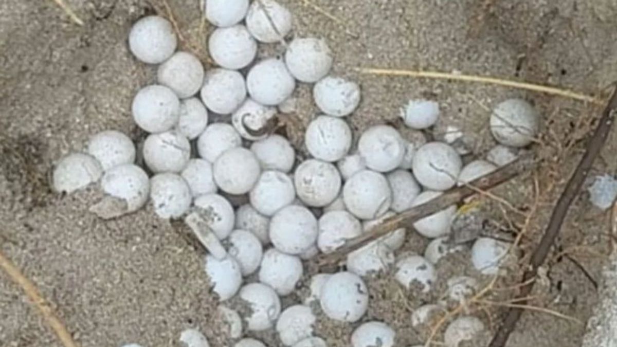 BKSDA Maluku Amankan 125 Butir Telur Penyu hingga Telur Burung Maleo