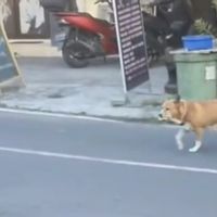 Cerita Ibu Berhijab Pedagang Gorengan Baik Hati di Bali Rutin Beri Makan Anjing