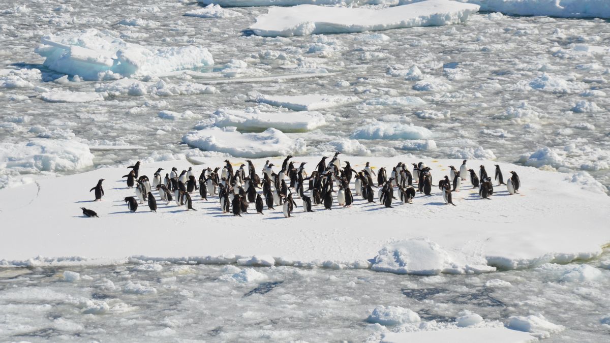 由于全球变暖，在南极洲的冰土地上绿化