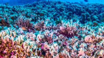 World's Largest Coral Found In Solomon Islands