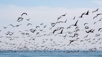 研究表明，世界上52%的海鸟身体被塑料污染