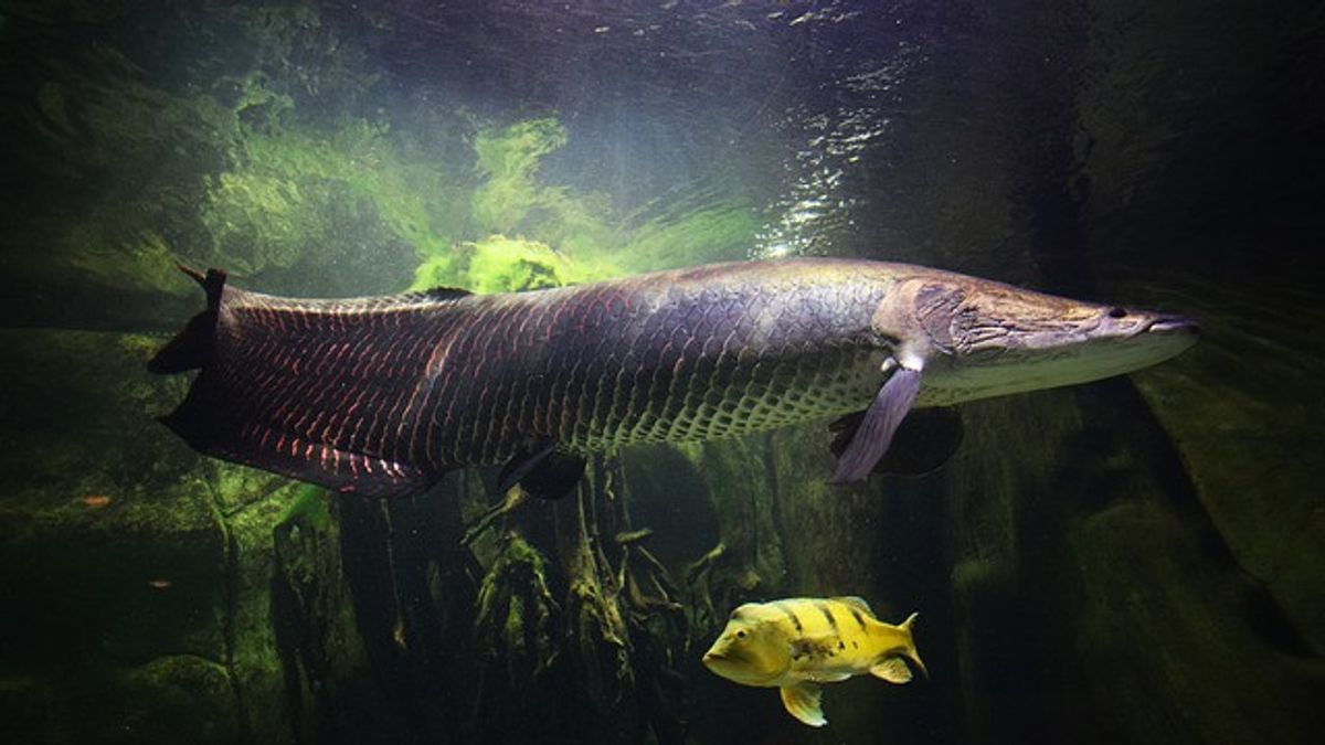 تم تدمير 18 أسماك غازية في DIY من قبل MPA ، بما في ذلك Piranha و Arapaima