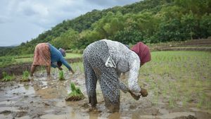 Kriteria Daerah yang Bagus Jadi Tempat Bercocok Tanam Padi, Apa Saja? 