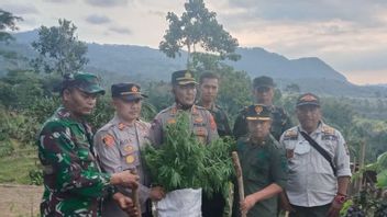 联合小组在卡鲁洪山发现新的大麻田