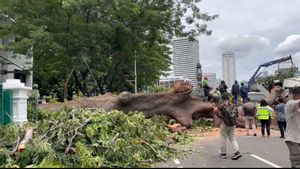 Lagi, Pohon Tumbang di Kawasan Senayan, Batang Besar Hantam Mobil dan Bangunan MRT