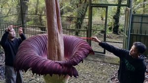 4 Tahun Sekali, Induk Bunga Bangkai Mekar di Kebun Raya Cibodas