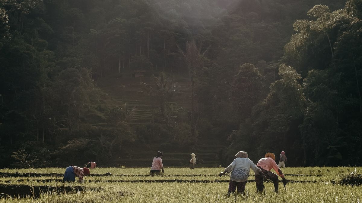 極端な暑い天候は、夜に働くためにベトナムの農家を強制します