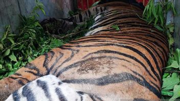 BKSDA Sumut Selamatkan Harimau Sumatera Terkena Jerat