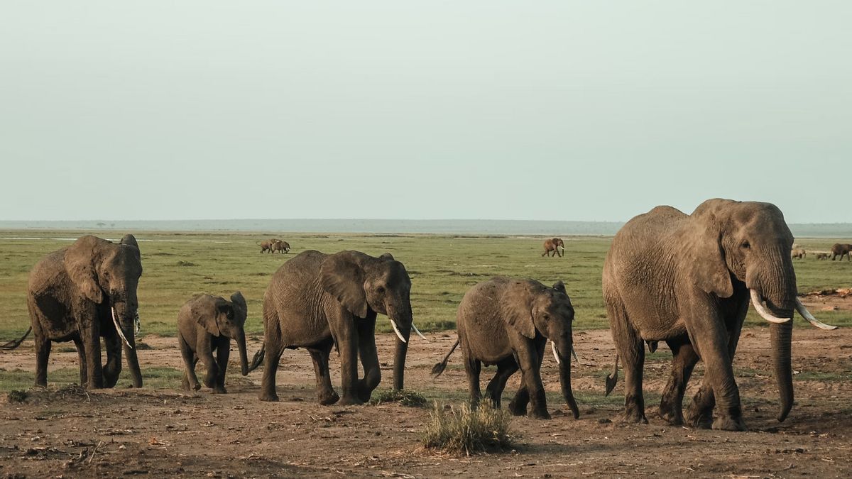 Elephant Conflict Area And Residents Block Coklit In West Lampung