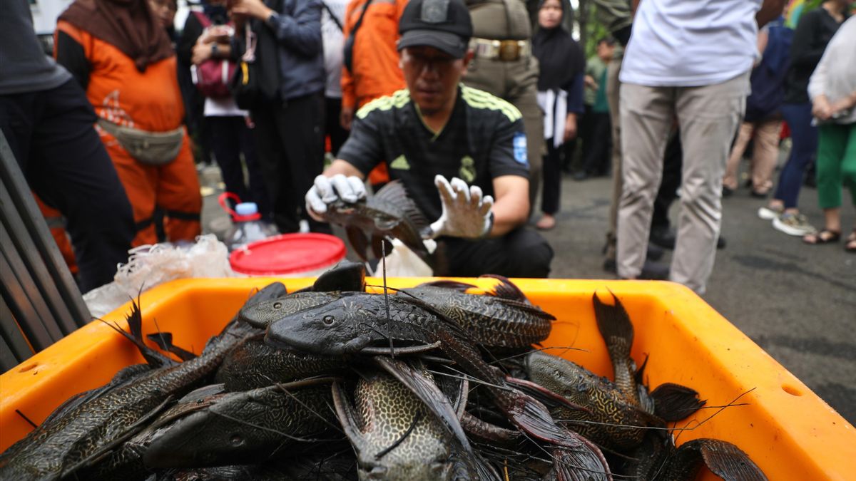 MUI의 비판적 반응, DKI 정부는 잡채 묘지가 여전히 ​​살아 있다는 것을 인정합니다