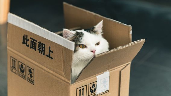 Kenapa Kucing Tertarik dengan Kotak Kardus? Ini Penjelasannya