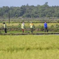 Le président Prabowo passe en revue le parcours alimentaire de contournement à Merauke