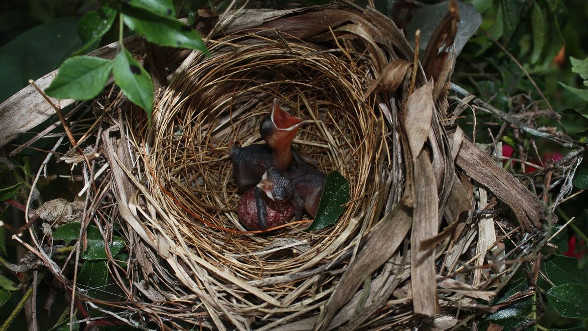 تغير المناخ يسبب أوائل الربيع: تغيير عادات الحيوانات البرية ، بما في ذلك موسم وضع بيض الطيور