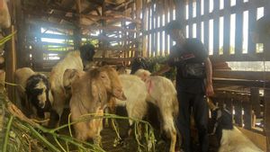  Pembeli Mulai Buru Kambing di Kampung Muslim Bali Jelang Iduladha