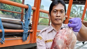 Karantina Lampung Sita Ratusan Kilogram Daging Celeng, Diselundupkan Ditruk Muatan Besi