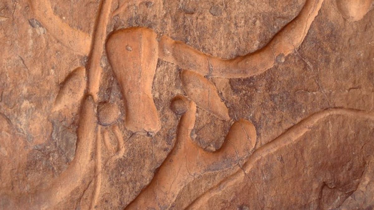カヤッカーが偶然発見した8,000年前の頭蓋骨