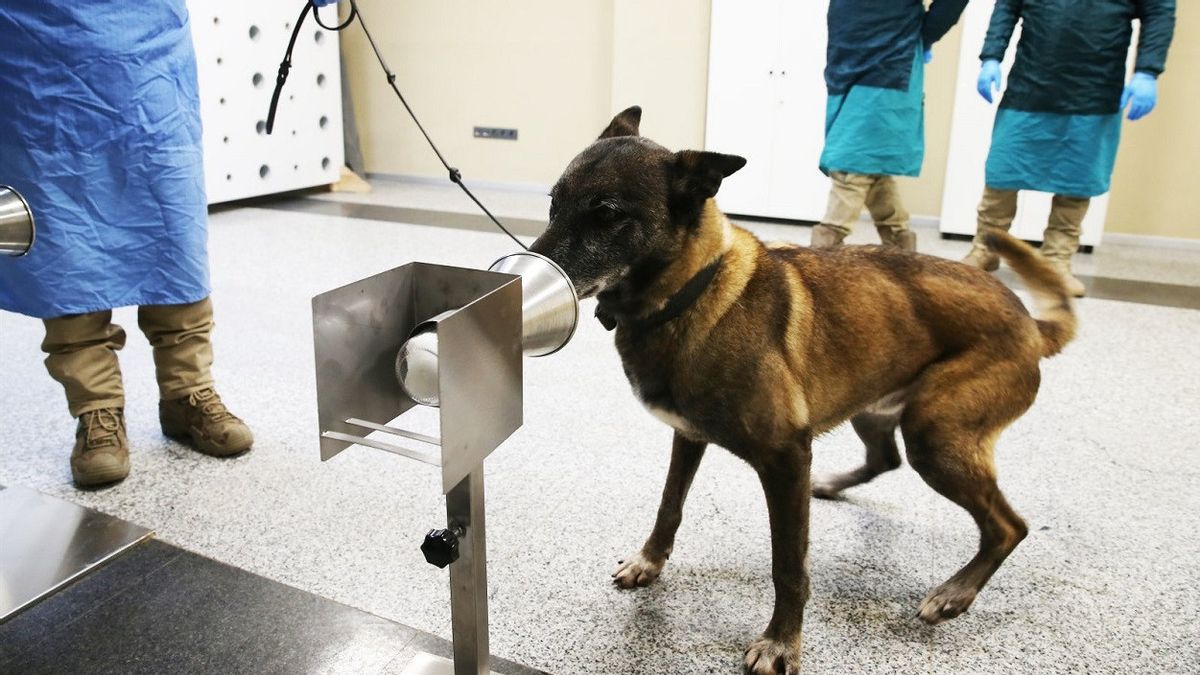 土耳其部署嗅探犬在机场进行COVID-19检测，研究人员训练六个月