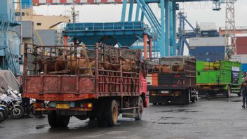 DPRD, 호주에서 수천 마리의 소를 수입하는 프라모노 비판