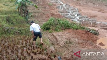 5 هكتارات من أراضي الأرز المدفونة بسبب الانهيار الأرضي في بالابوهانراتو سوكابومي، على الرغم من أنها جاهزة للحصاد