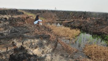 リアウ州の209,977ヘクタールの面積をカバーする泥炭再生政府