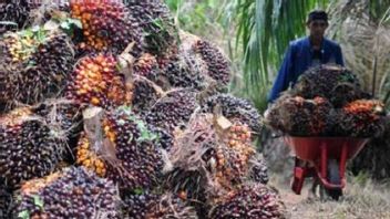 FFB Price In East Kalimantan Drops To Rp2,349.28