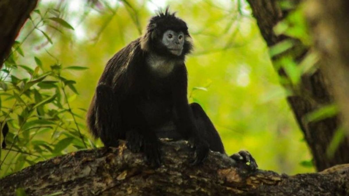 ムアラゴン・ベカシのジャワ・ルトゥンの生息地が脅かされる